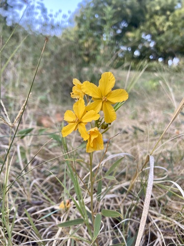 Senna roemeriana (Two-leaved Senna)