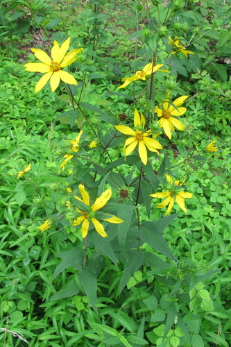 Helianthus divaricatus (woodland sunflower) (alternate view 2)