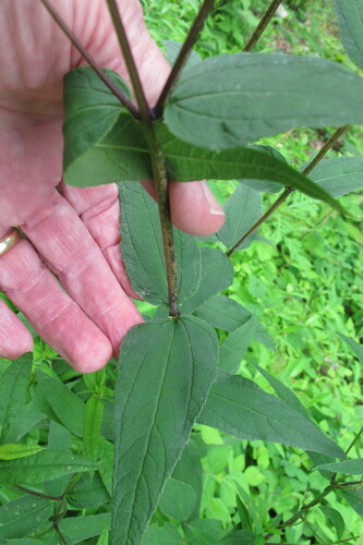 Helianthus divaricatus (woodland sunflower) (alternate view 4)