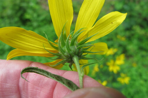 Helianthus divaricatus (woodland sunflower) (alternate view 3)