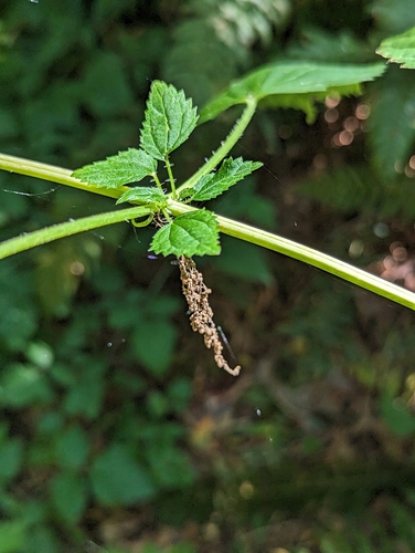 Urtica gracilis (slender stinging nettle)