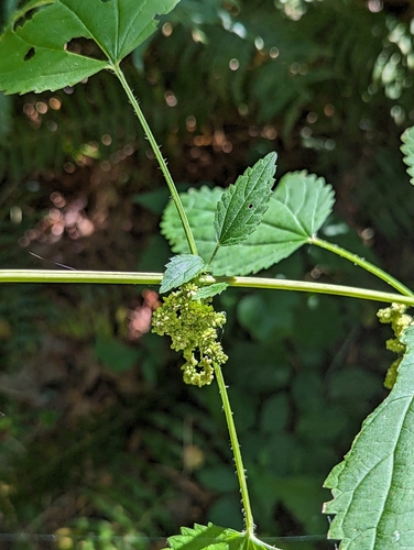 Urtica gracilis (slender stinging nettle)