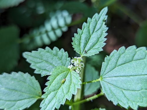 Urtica gracilis (slender stinging nettle)