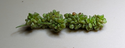 Urtica gracilis (slender stinging nettle)