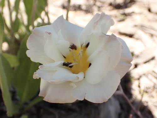 Calochortus leichtlinii (Leichtlin's Mariposa Lily)