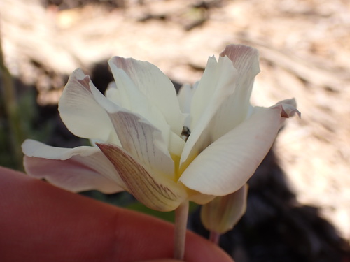 Calochortus leichtlinii (Leichtlin's Mariposa Lily) (alternate view 2)