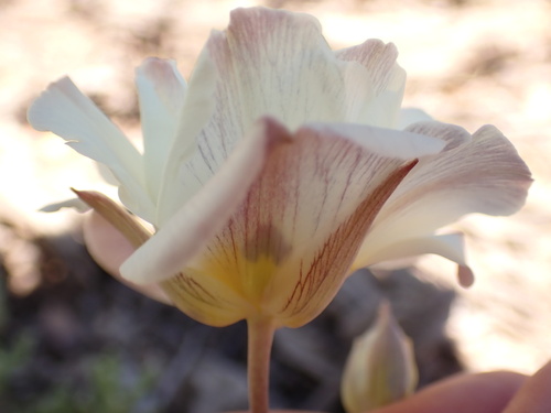 Calochortus leichtlinii (Leichtlin's Mariposa Lily) (alternate view 3)