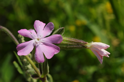 Silene × hampeana (Hybrid Campion) (alternate view 10)