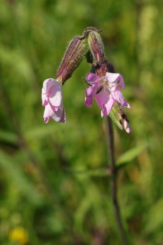 Silene × hampeana (Hybrid Campion) (alternate view 11)