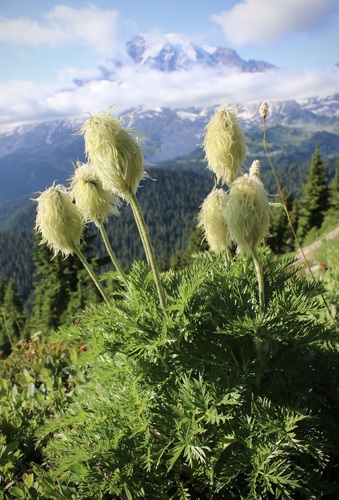 Pulsatilla occidentalis (Western pasqueflower)
