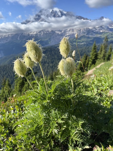 Pulsatilla occidentalis (Western pasqueflower)