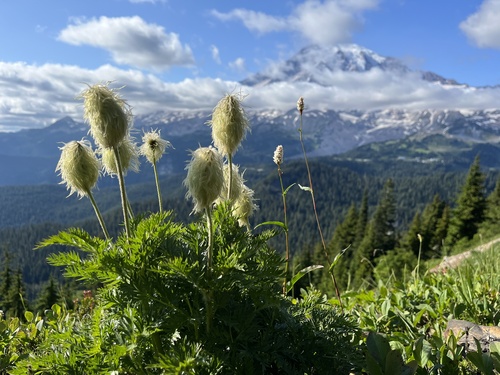 Pulsatilla occidentalis (Western pasqueflower)