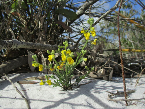 Crotalaria (Rattlepods)