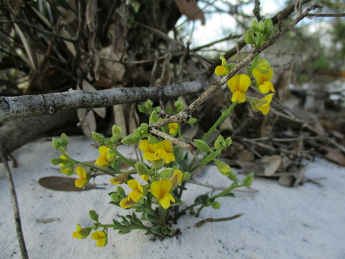 Crotalaria (Rattlepods) (alternate view 2)