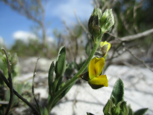 Crotalaria (Rattlepods) (alternate view 3)