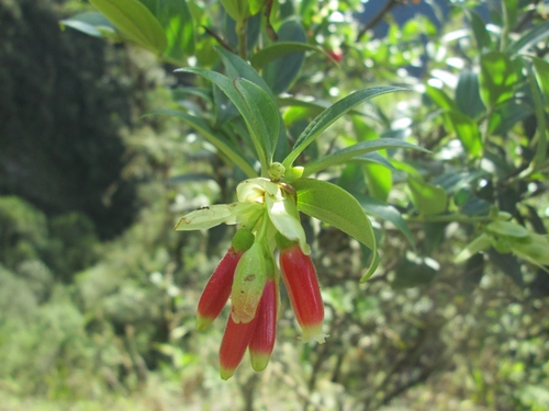 Cavendishia (alternate view 7)