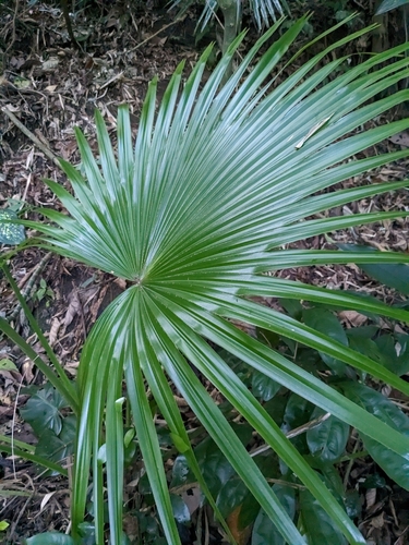 Livistona chinensis (Chinese Fan Palm)