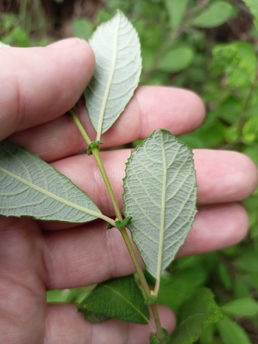Salix aurita (Eared Willow)