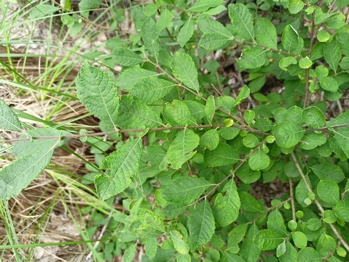 Salix aurita (Eared Willow)