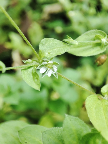 Moehringia trinervia (Three-nerved Sandwort)