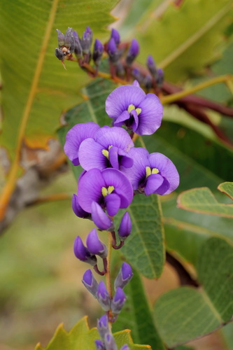 Hardenbergia violacea (False Sarsaparilla) (alternate view 4)