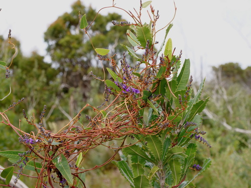 Hardenbergia violacea (False Sarsaparilla) (alternate view 5)