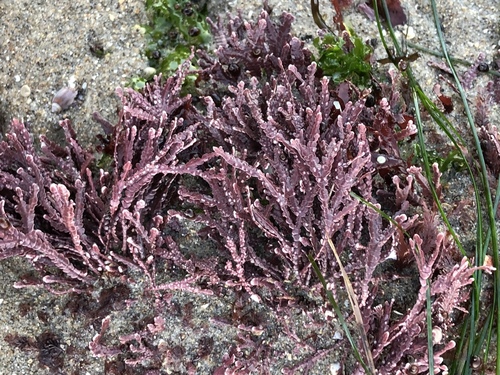 Bossiella (alternate view 4)