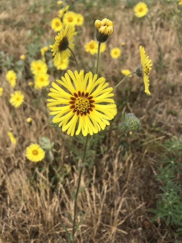 Madia elegans (Common Madia) (alternate view 6)