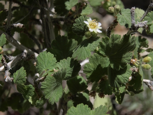 Physocarpus (ninebarks) (alternate view 5)