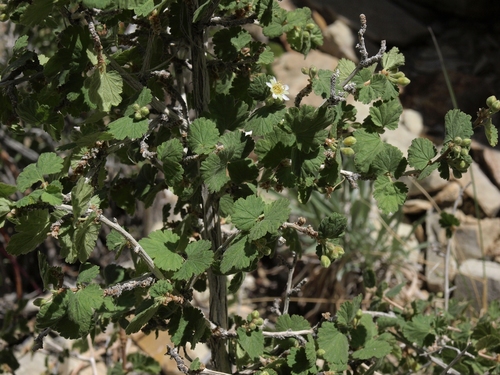 Physocarpus (ninebarks) (alternate view 7)