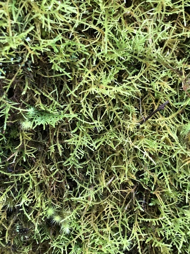 Thuidiopsis sparsa (Sparse Fern Moss) (alternate view 2)