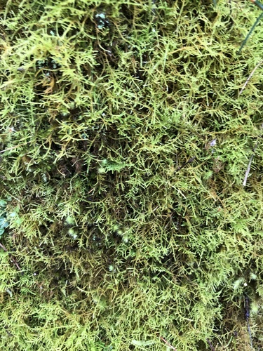 Thuidiopsis sparsa (Sparse Fern Moss) (alternate view 3)