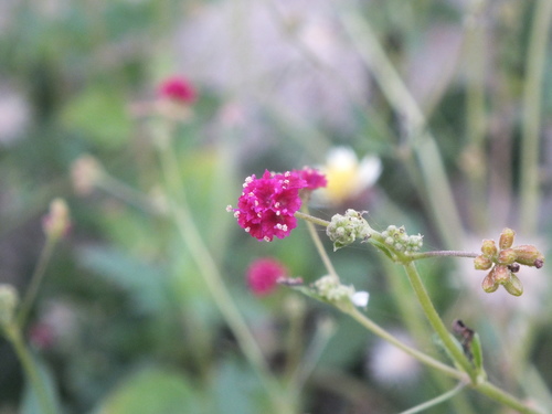 Boerhavia coccinea (scarlet spiderling) (alternate view 6)