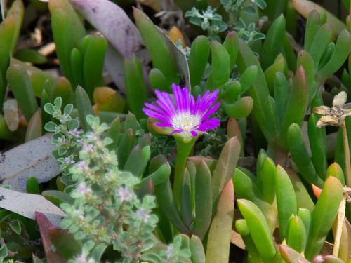 Carpobrotus rossii (Australian Pig Face)
