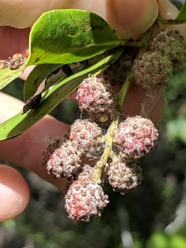 Conocarpus erectus (Green Buttonwood)