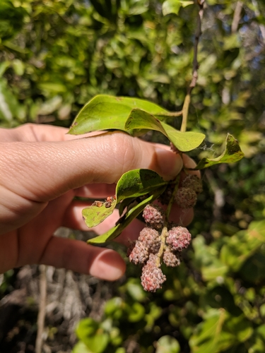 Conocarpus erectus (Green Buttonwood) (alternate view 2)