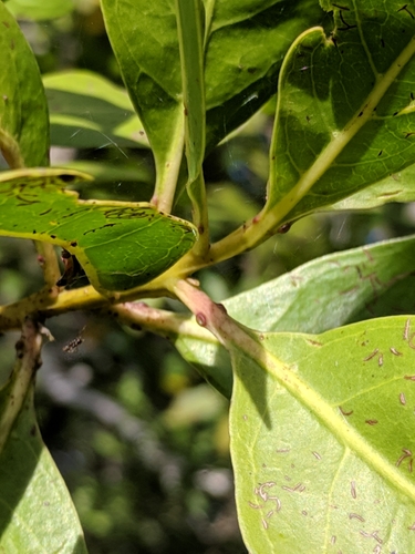Conocarpus erectus (Green Buttonwood) (alternate view 3)