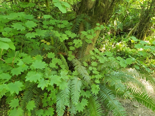 Acer circinatum (Vine maple) (alternate view 3)