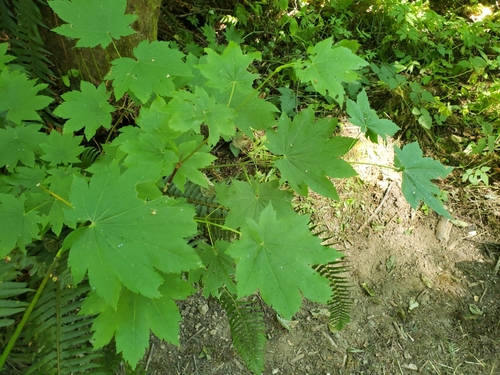 Acer circinatum (Vine maple) (alternate view 4)