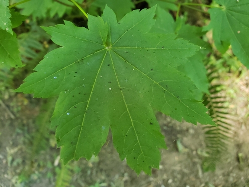 Acer circinatum (Vine maple) (alternate view 5)