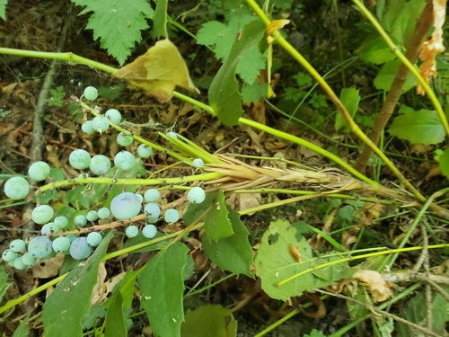 Berberis nervosa (Oregon-grape)