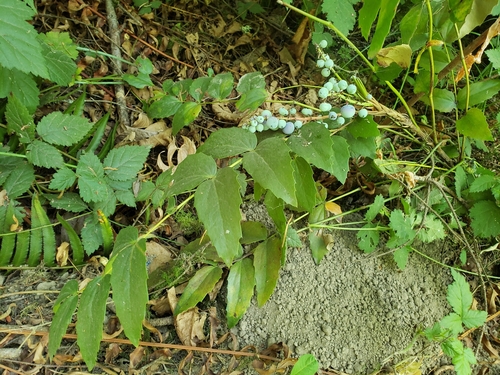 Berberis nervosa (Oregon-grape)