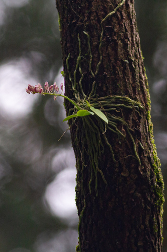 Phalaenopsis (Moth Orchid) (alternate view 2)