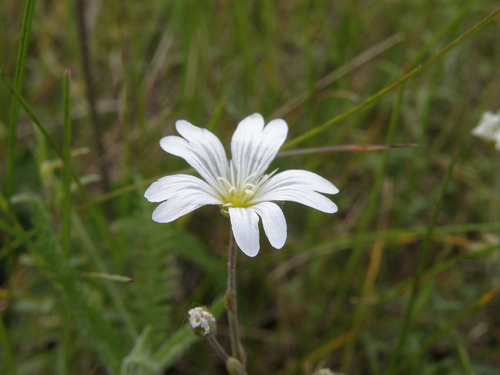 Cerastium arvense (field chickweed)