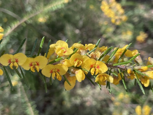 Dillwynia retorta (heathy parrot pea) (alternate view 4)