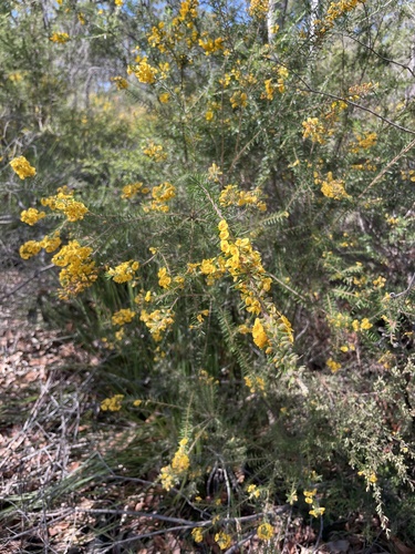 Dillwynia retorta (heathy parrot pea) (alternate view 5)