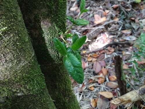 Eucryphia cordifolia (eucryphia) (alternate view 7)