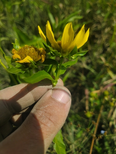 Bidens cernua (Nodding Beggarticks) (alternate view 2)
