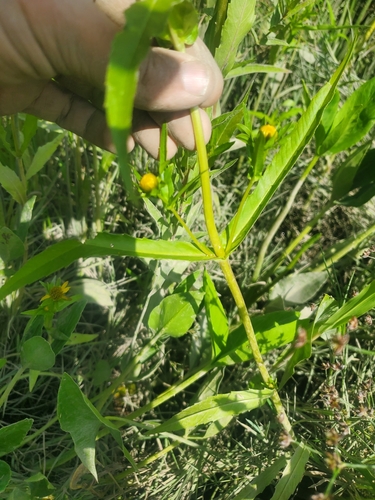 Bidens cernua (Nodding Beggarticks) (alternate view 3)