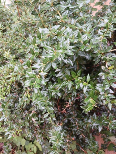 Berberis verruculosa (Warty barberry) (alternate view 2)